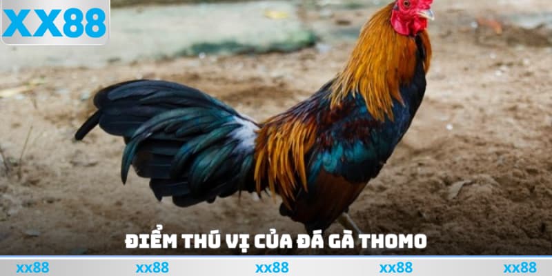 Điểm thú vị của đá gà Thomo
